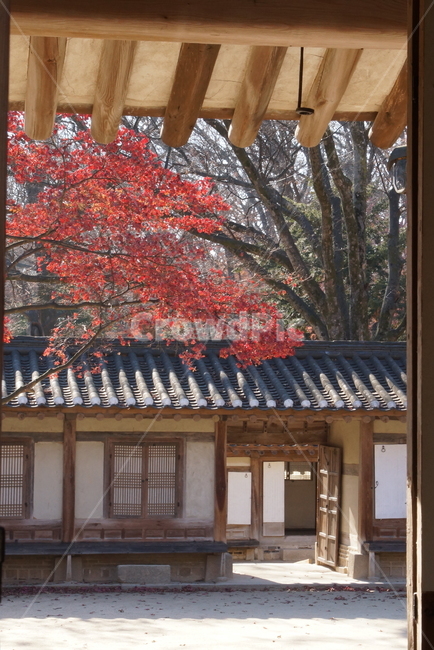 단풍,붉은색,창밖,풍경,늦가을,가을,계절,fall,autumn,season,한국전통,한국문화,korean traditional,korean culture,건축물,건물외관,exterior,building,structure,architecture,construction,patio,안마당,porch,현관