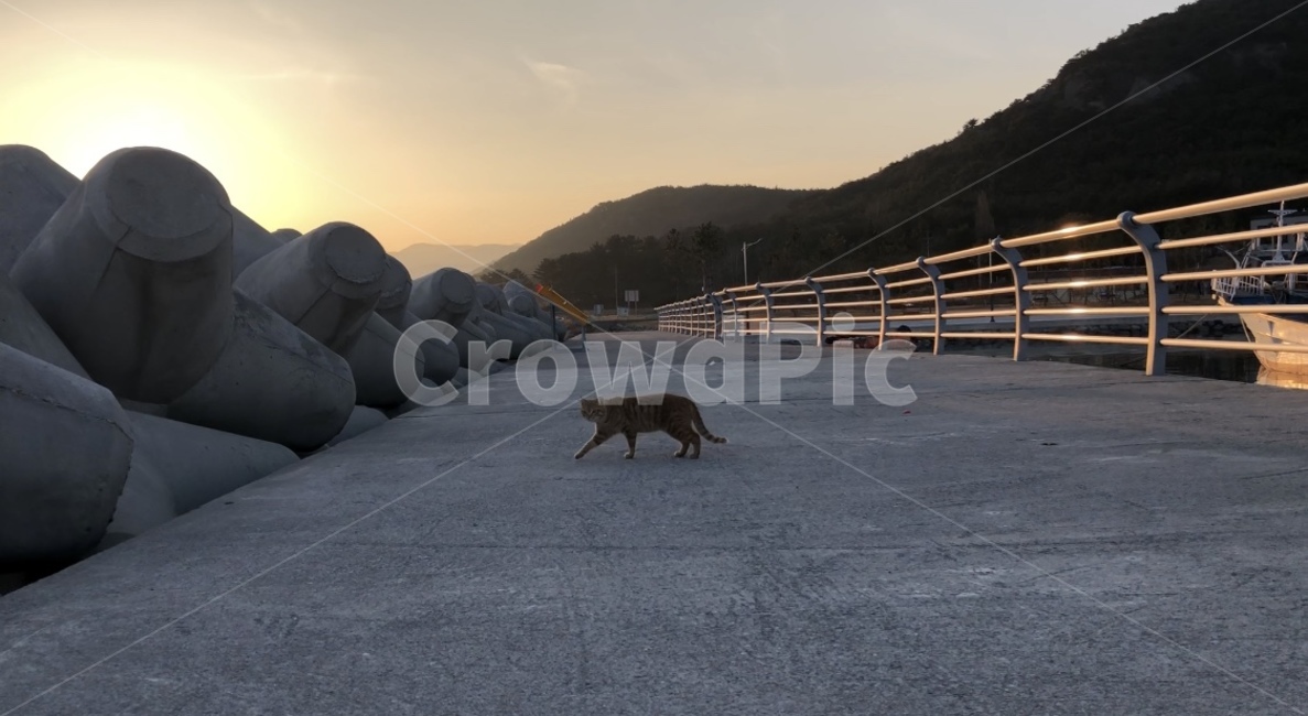 바다,고양이,해질녘,살금살금,깜놀,동물,animal,포유류,mammal,고양이,cat,kitten,kitty
