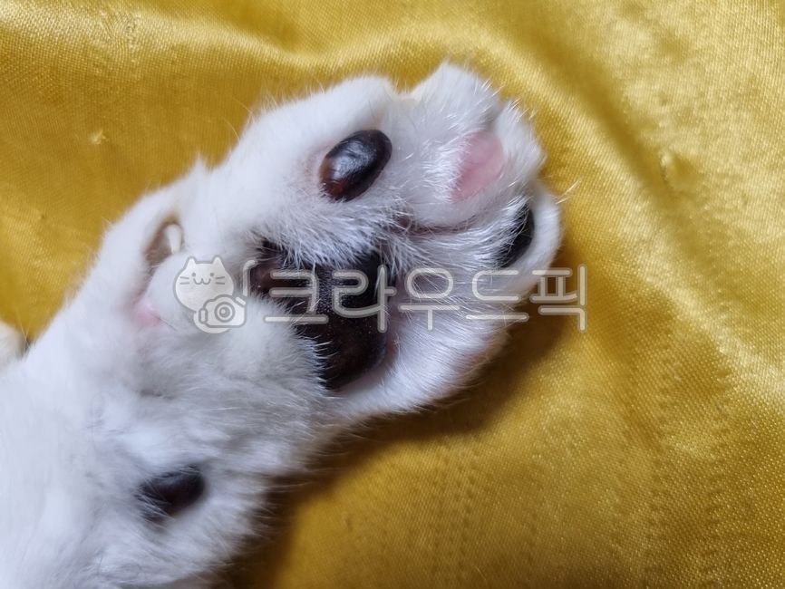 고양이발,발,고양이발바닥,고양이,발바닥,catfoot,foot,catsole,solesoffeet,반려동물,반려묘,집사,동물,cat,pet,애완동물,야옹이,길냥이,포유류,mammal,켓,펫,애완용,animal,companionanimal