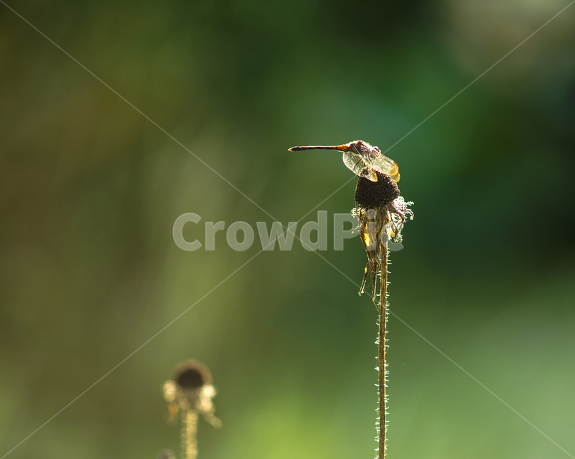 잠자리,곤충,겹눈,꽃대,야생,자연,날개,식물,자연,plants,nature,동물,animal,곤충,벌레,insect,bug