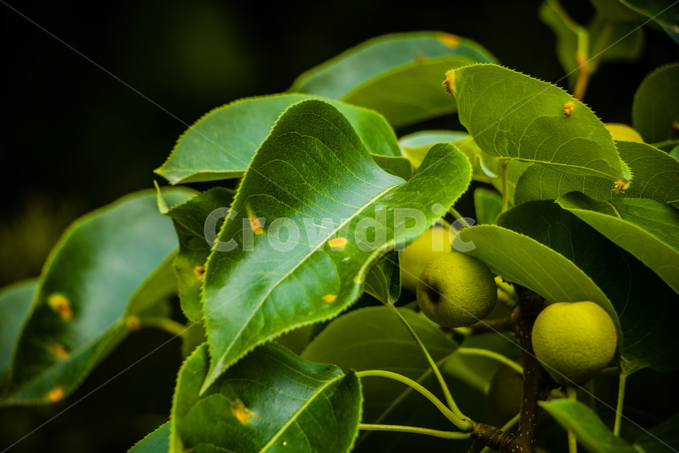 배,배나무,돌배,설익은배,푸른배,식물,자연,plants,nature,과일,열매,fruit