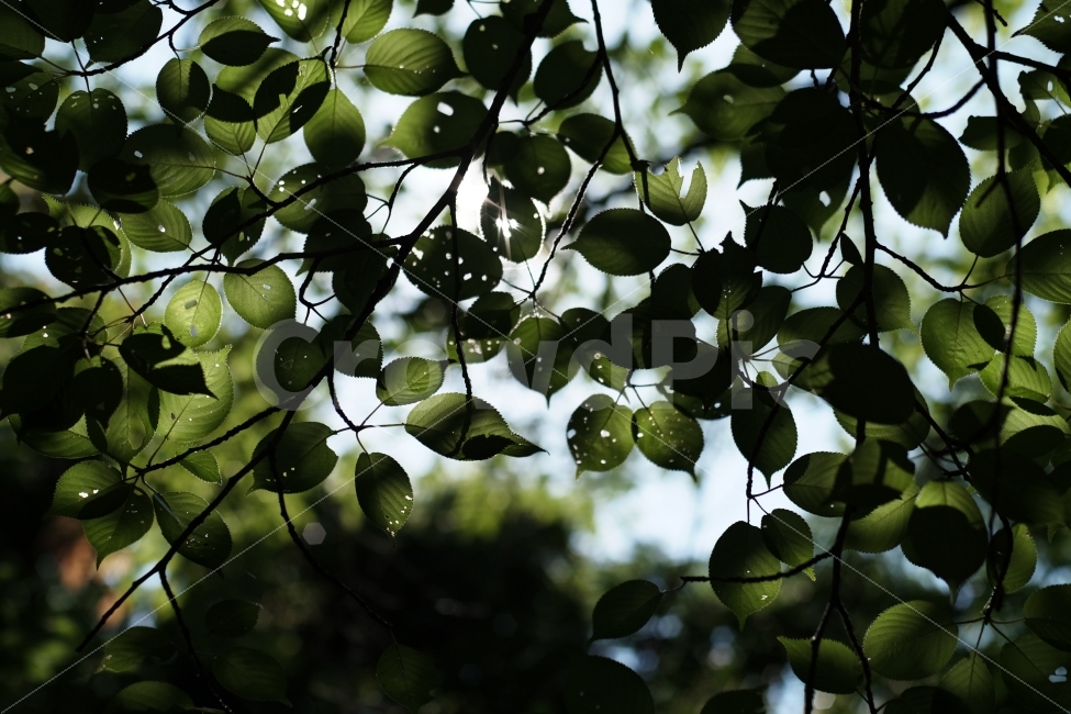 여름,감성,풍경,나무,식물,식물,자연,plants,nature
