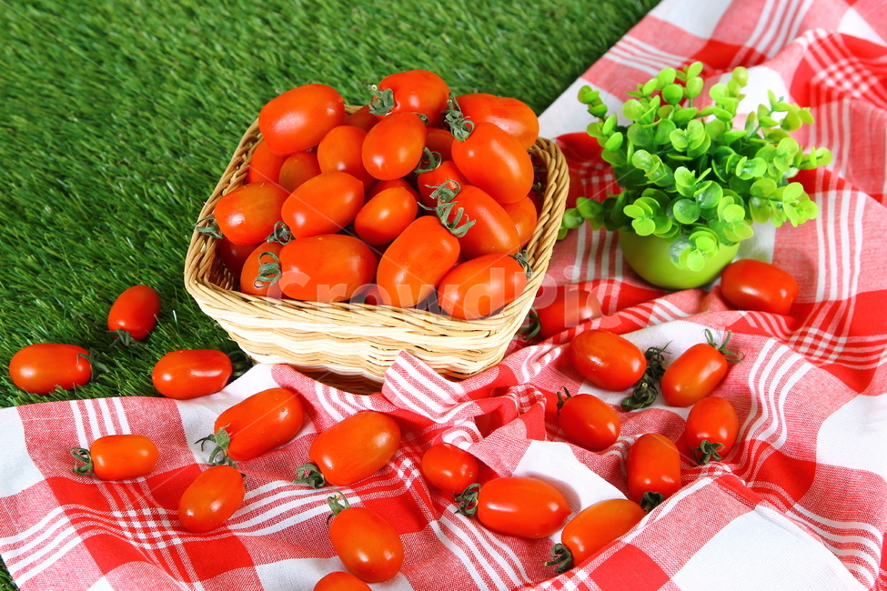 토마토,대추방울토마토,과일,야채,식품,신선,음식,빨간,tomato,jujubetomatoes,fruits,vegetables,fresh,food,red,음식,식재료,요리,food,cook,meal,dishes,food reserves,과일,열매,fruit,채소,야채,vegetables