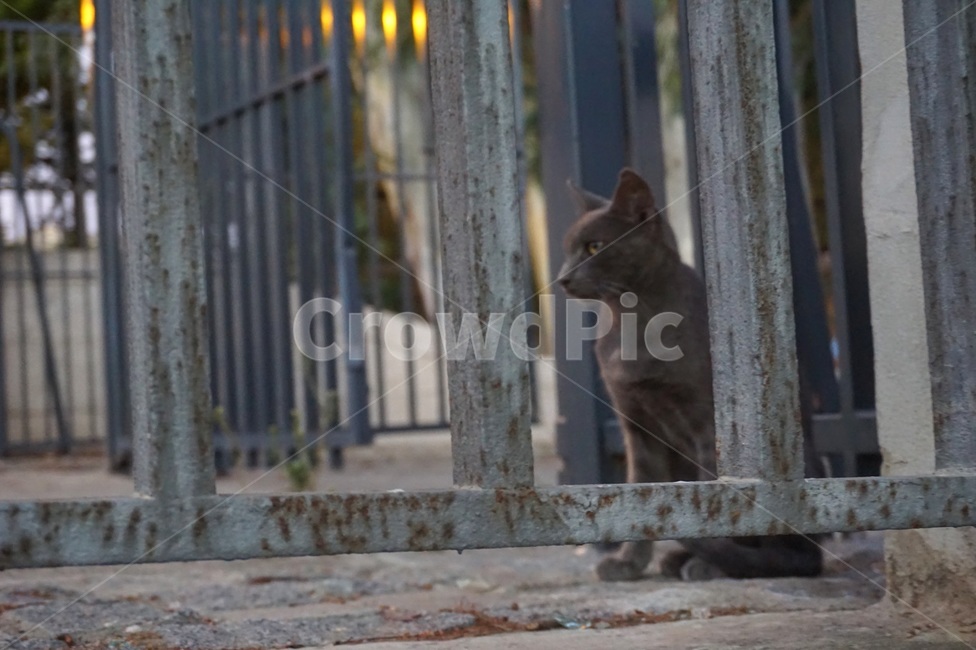 고양이,cat,철문,쓸쓸함,외로움,동물,animal,포유류,mammal,고양이,cat,kitten,kitty