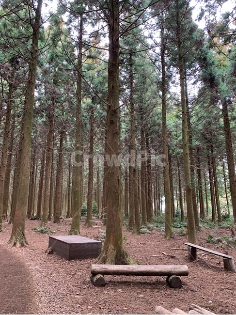 나무,숲,숲길,산책로,사려니숲길,피톤치드,tree,비자림로,비자림,편백나무,삼나무,숲속,산책,자연,풍경,nature,landscape,plant,식물