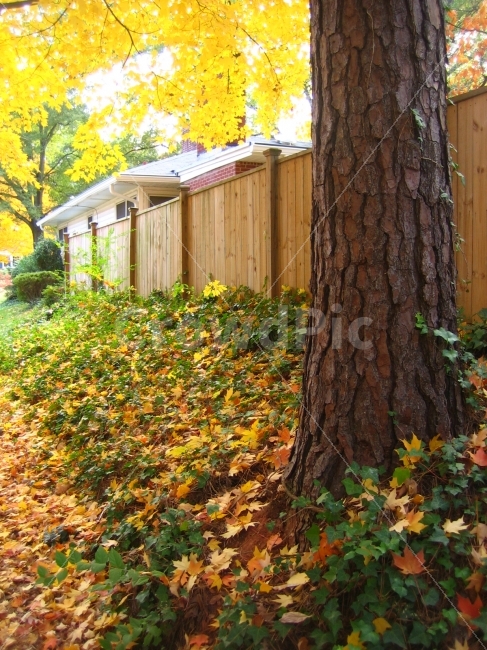 나무,길,집,가을,애틀란타,가을,계절,fall,autumn,season,해외,외국,세계,foreign,oversea,world,tree,plant,식물,tree trunk,나무 줄기,leaf,잎