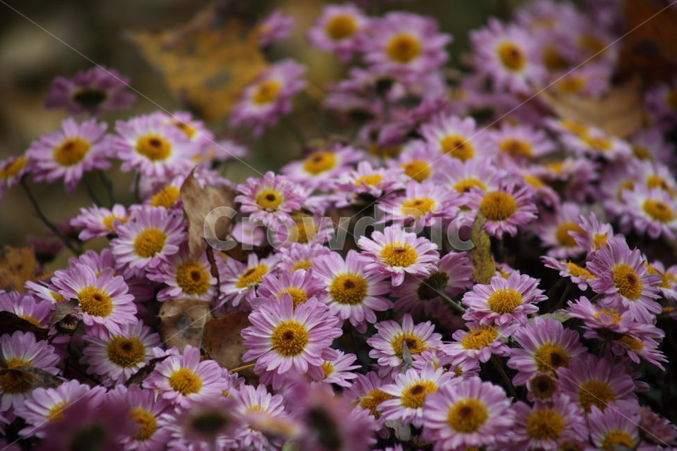 국화,식물,꽃,가을꽃,chrysanthemum,식물,자연,plants,nature,꽃,flower