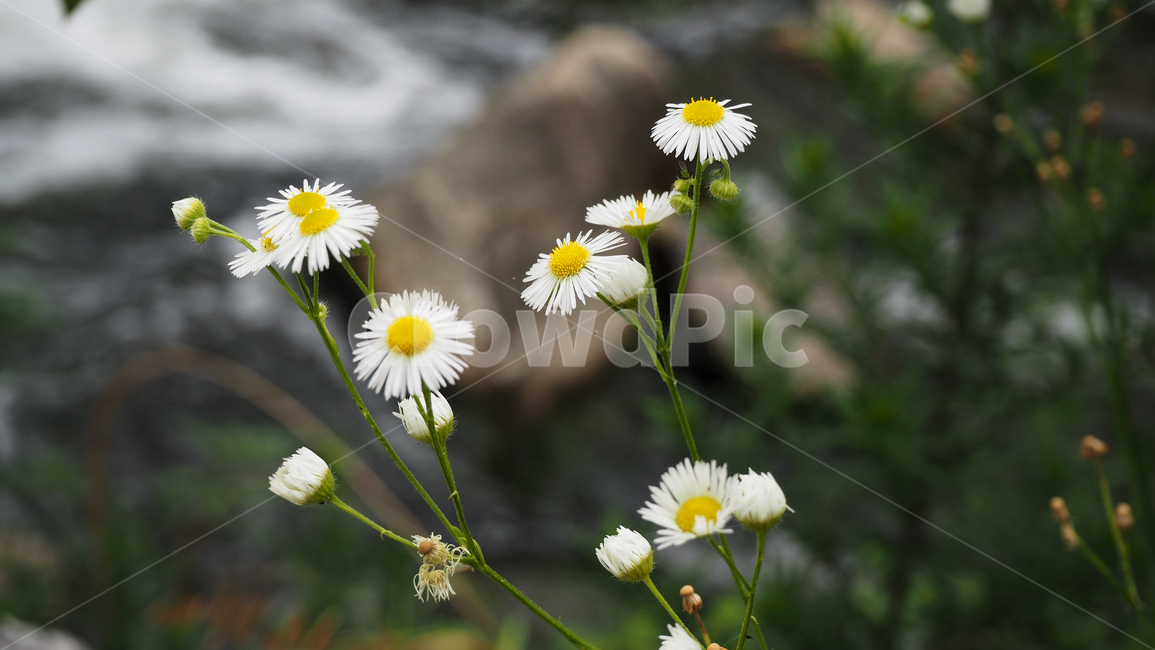 야생화,꽃,흰색,wildflower,flower,white