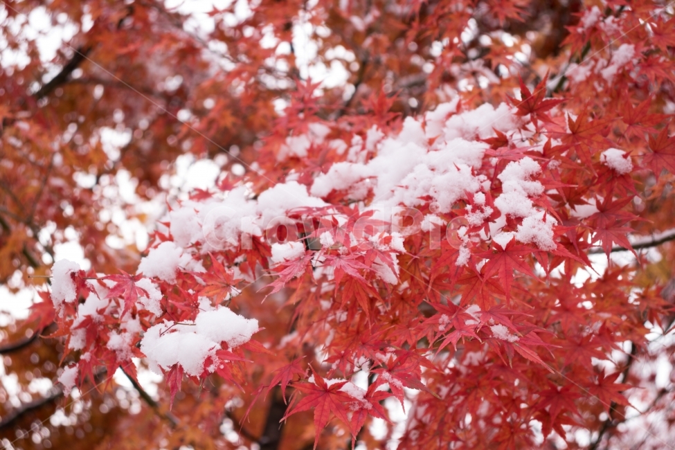 단풍,눈꽃,눈,나무,겨울,겨울,계절,winter,season,식물,자연,plants,nature