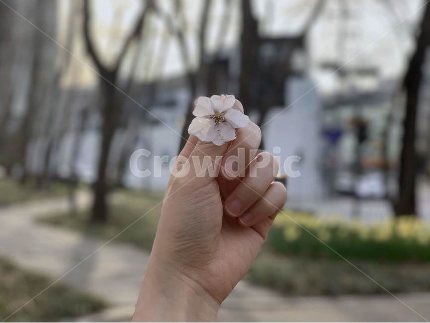 봄,꽃,꽃잎,벚꽃,벚꽃축제,손,공원,감성,flower
