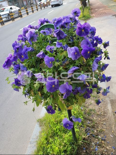 plant,식물,flower,꽃,꽃길,팬지,보라