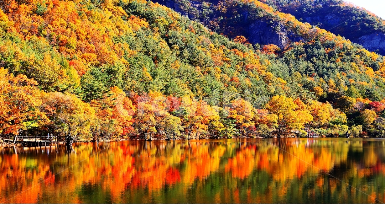 청송,단풍,주산지,가을,아침,가을,계절,fall,autumn,season,자연,풍경,nature,landscape,한국자연풍경,한국자연경관,korea nature landscape,tree,나무,plant,식물,outdoors,옥외,scenery