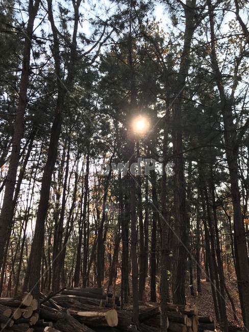소나무,태양,산,해를가린나무,해,자연,풍경,nature,landscape,식물,plants,나무,trees,wood,flare,플레어,light,빛,vegetation,초목,plant,tree,sunlight,햇빛