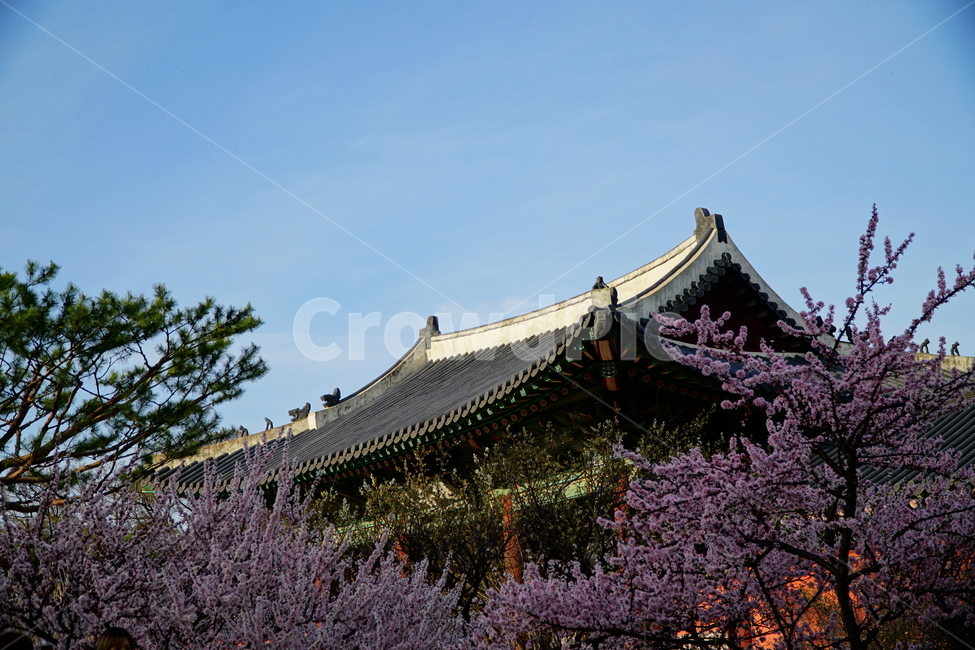 창덕궁,한국,korea,대한민국,서울,seoul,고궁,궁전,궁궐,조선,조선시대,조선왕조,왕궁,한옥,한국적인,한국문화,문화,한국전통,전통,문화재,전통문화,지붕,처마,담청,풍경,landscape,자연,nature,역사,히스토리,history,봄,봄꽃,spring,4월,april,기와,왕실,palace,changdeokgung,한국자연,한국풍경,나무,tree,하늘,sky,한국전통,한국문화,korean traditional,korean culture,건축물,건물외관,exterior,building,structure,architecture,construction