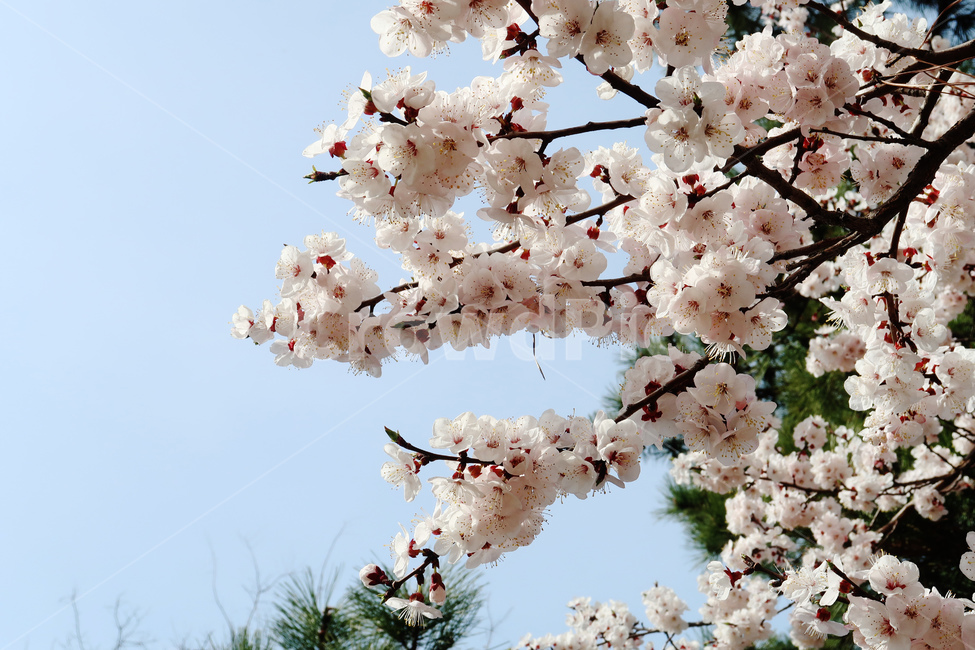 봄,벚꽃,꽃,spring,cherryblossom,꽃송이,flower,분홍,핑크,나무,벚나무,봄,계절,spring,season,식물,자연,plants,nature,꽃,flower,plant,blossom