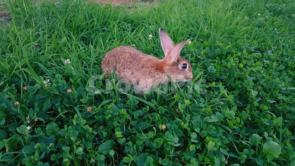 토끼,갈색토끼,공원,rabbit,토끼풀,brown