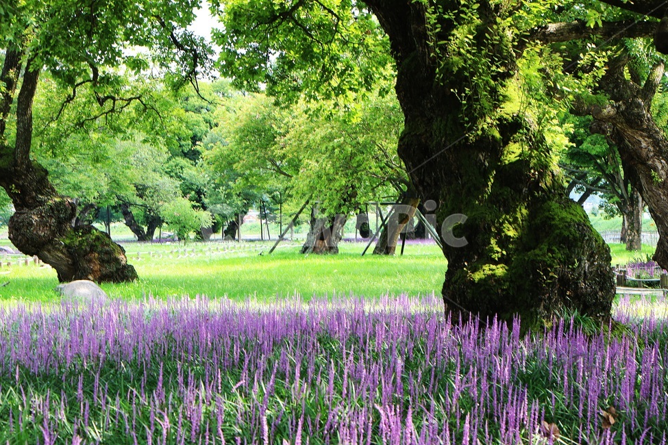 꽃,보라색,플라워,꽃밭,자연,자연,풍경,nature,landscape,한국자연풍경,한국자연경관,korea nature landscape,plant,식물