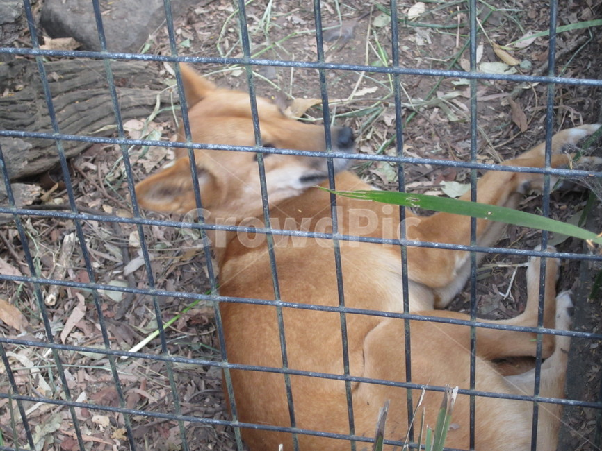 호주,동물,동물원,여우,zoo