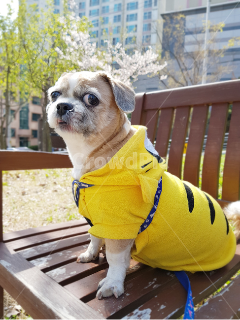 공원,강아지,하늘,시츄,반려견,동물,animal,포유류,mammal,개,강아지,dog,doggy