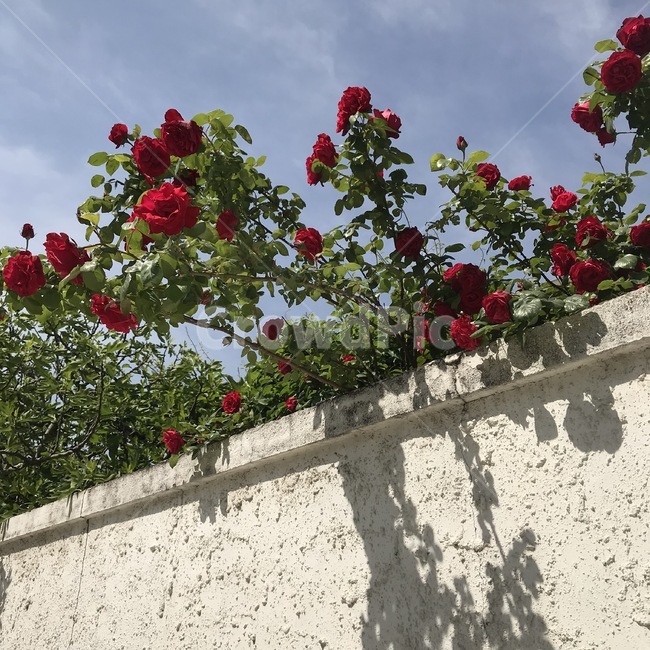 rose,장미,blossom,꽃,flower,plant,식물,geranium,제라늄,빨간장미,redrose,whitewall,sky,하늘,봄꽃,spring,redflower