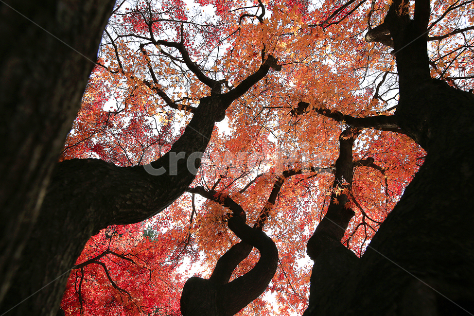 가을,단풍,낙엽,햇살,나무,가을,계절,fall,autumn,season,식물,자연,plants,nature,나무,trees,wood,tree,plant,maple,leaf,잎