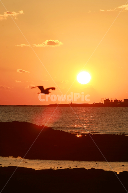 제주,바다,일출,일몰,빛,하늘,자연,풍경,nature,landscape,동물,animal,조류,새,birds,실루엣,그림자,silhouette,shadow,bird,sunlight,햇빛,outdoors,옥외