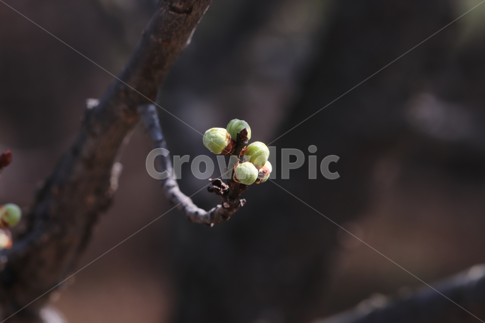 plant,식물,봄소식,희망,버들강아지,갯버들,식물,자연,plants,nature