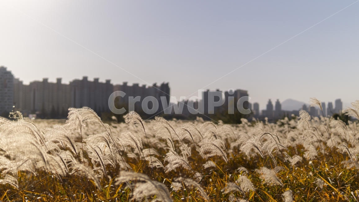 도시풍경,풍경,도시,갈대,갈대밭,도시,풍경,city,landscape,한국도시풍경,한국도시경관,korea cityscape,grass,잔디,plant,식물,lawn,reed