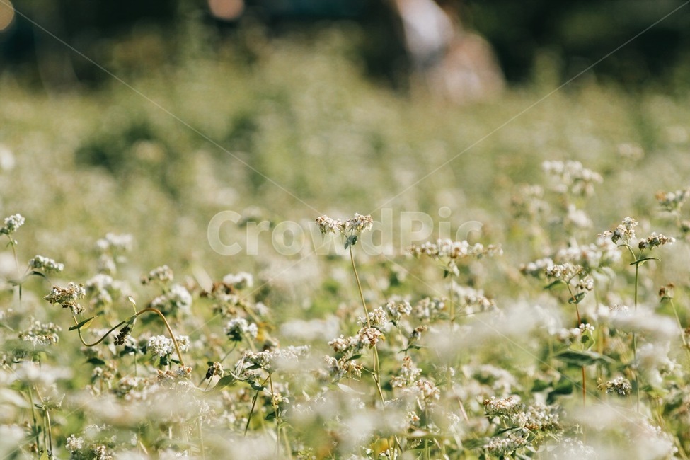 메밀,메밀꽃,꽃,식물,자연,flower,plant,nature,식물,자연,plants,nature,꽃,flower