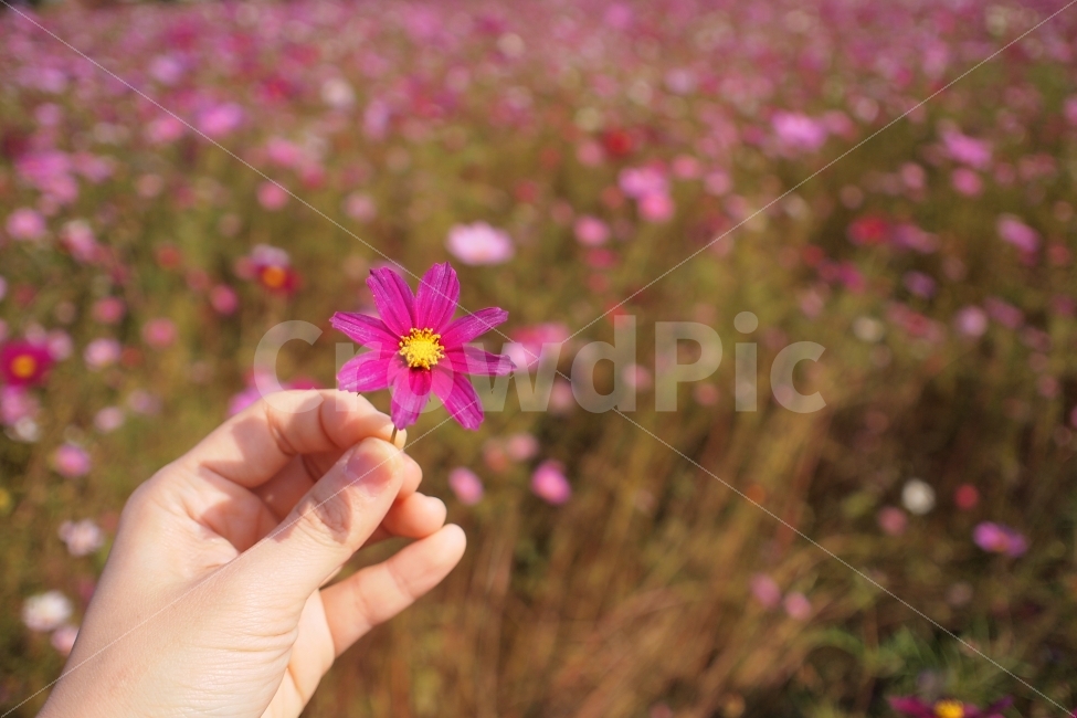가을,코스모스,꽃,손,감성,소녀,가을,계절,fall,autumn,season,식물,자연,plants,nature,꽃,flower,사람,인물,인간,human,person,신체일부,몸,body,감성,sensible,feeling
