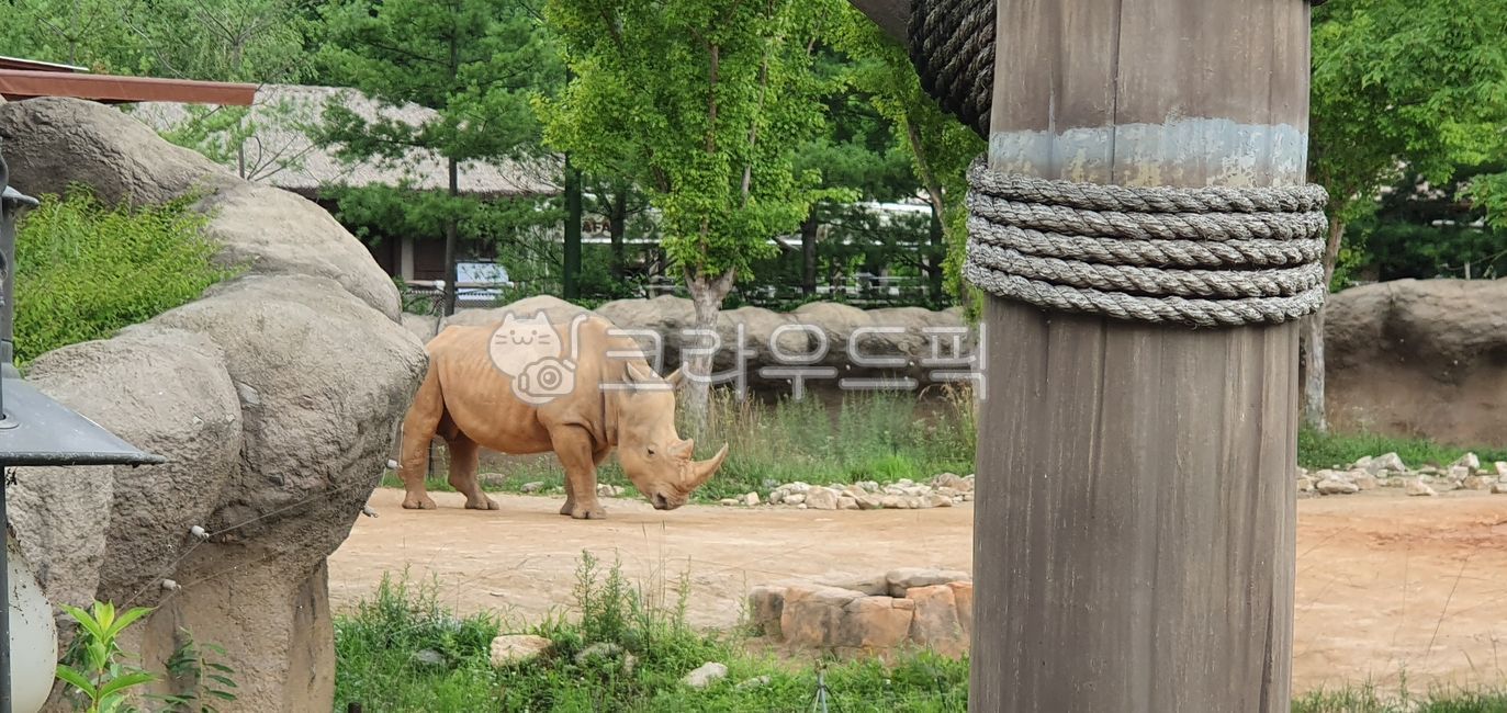 African animals,Rhinoceros,animal,Everland,Zoo