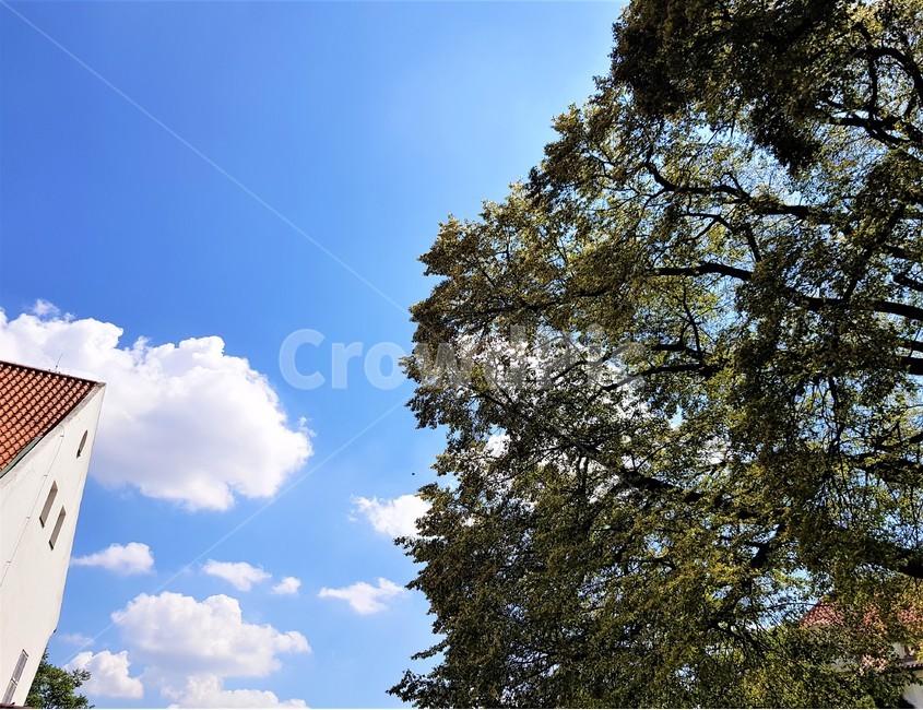 자연,풍경,하늘,나무,구름,natrue,scenery,sky,tree,cloud,view,자연,풍경,nature,landscape