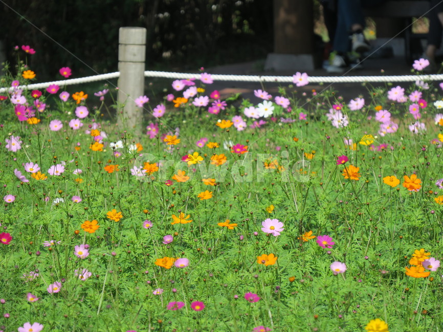 풀,꽃,초록,자연,식물,들,옥외,식물,자연,plants,nature,꽃,flower