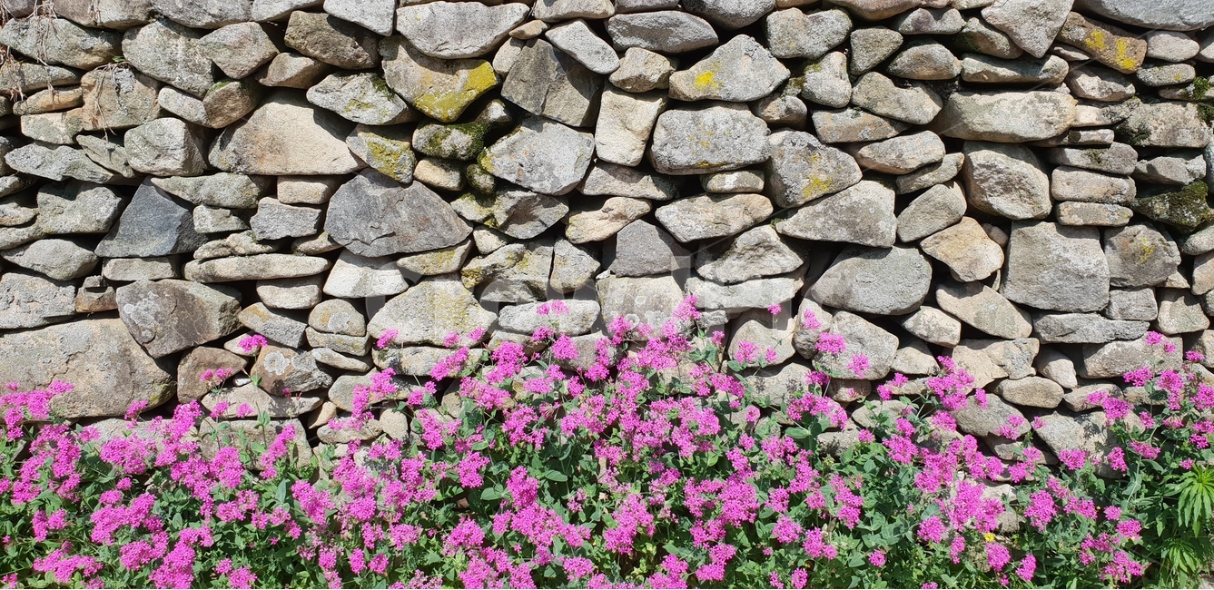 꽃,돌담길,핑크,봄,풍경,외암민속마을,식물,자연,plants,nature,꽃,flower