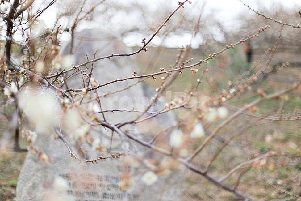 매화마을,매화꽃,매화,매화축제,하동,hadong,flower,꽃,식물,자연,plants,nature