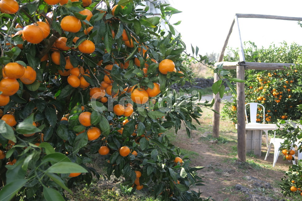 감귤나무,감귤,나무,식물,야외,자연,과일,먹거리,귤,과수원,과일,열매,fruit,산업,industry,industrial,농업,농사,agriculture,farming,farming industry