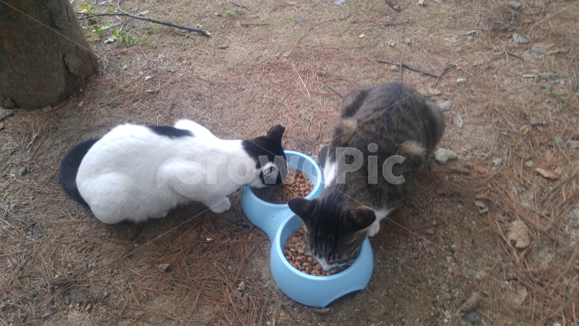 고양이,길고양이,아기고양이,동물,들고양이,동물,animal,포유류,mammal,고양이,cat,kitten,kitty