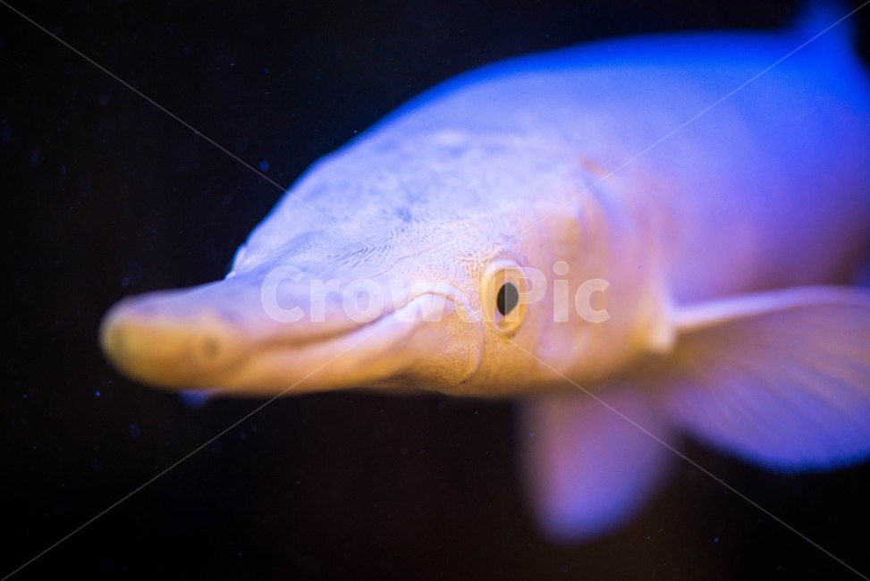 가아,물고기,어류,수족관,공룡,동물,animal,어류,물고기,fish