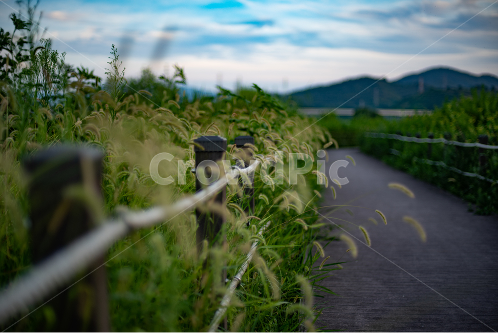 식물,길,도로,산책,하늘,자연,풍경,nature,landscape
