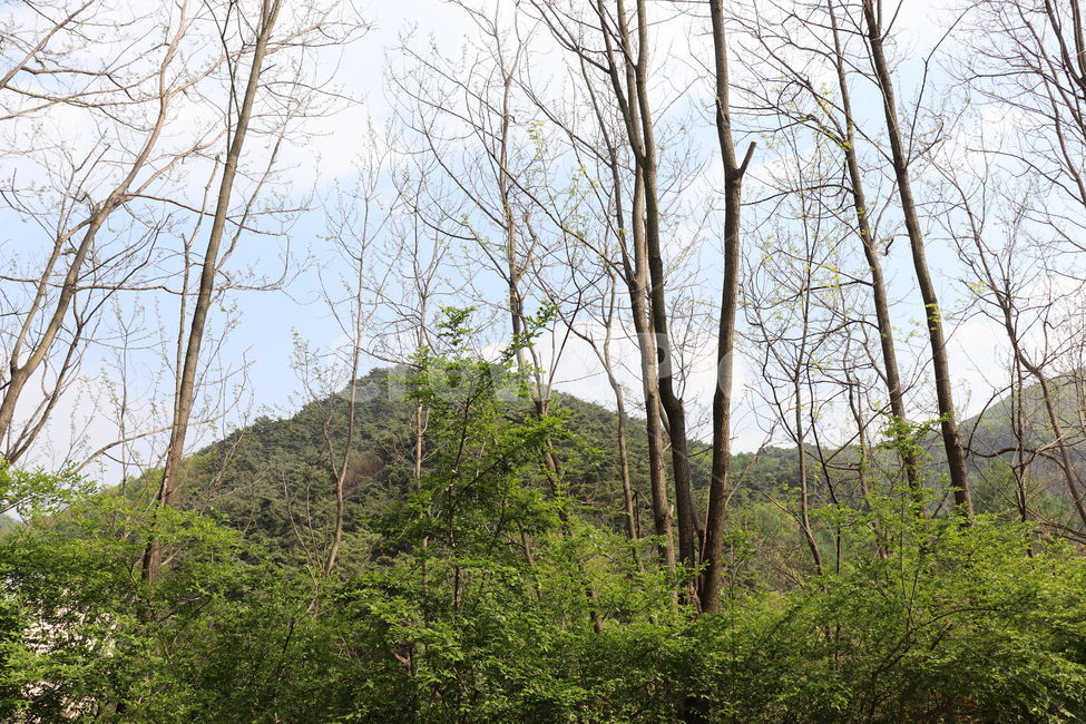 자연,나무,숲,하늘,맑음,구름,힐링,풍경,sky,green,휴식,자연,풍경,nature,landscape,tree,plant,식물,vegetation,초목