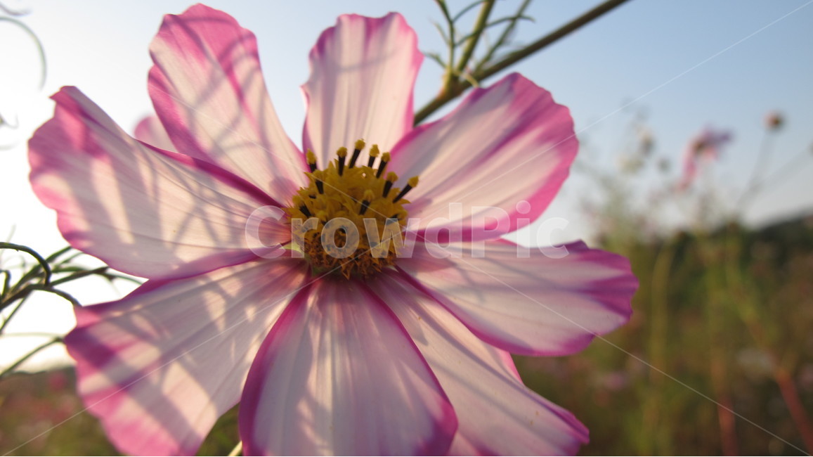 코스모스,꽃,식물,flower,cosmos,plant,fall,가을,식물,자연,plants,nature,꽃,flower