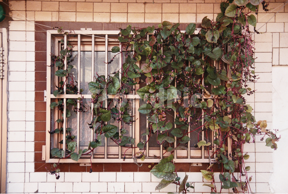창문,빈티지,배경,풍경,자연,식물,자연,plants,nature,빈티지사진,빈티지느낌,빈티지감성,vintage