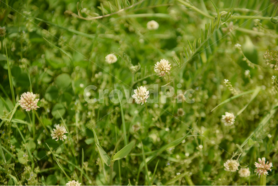 꽃,자연,접사,녹색,힐링,신선함,season,plants,nature,flower,sensible,feeling,색깔,색상,색채,색감,colorsense,colorsensitivity,feelingofcolor,감성,평온함,느낌,휴식,드라이플라워,초록