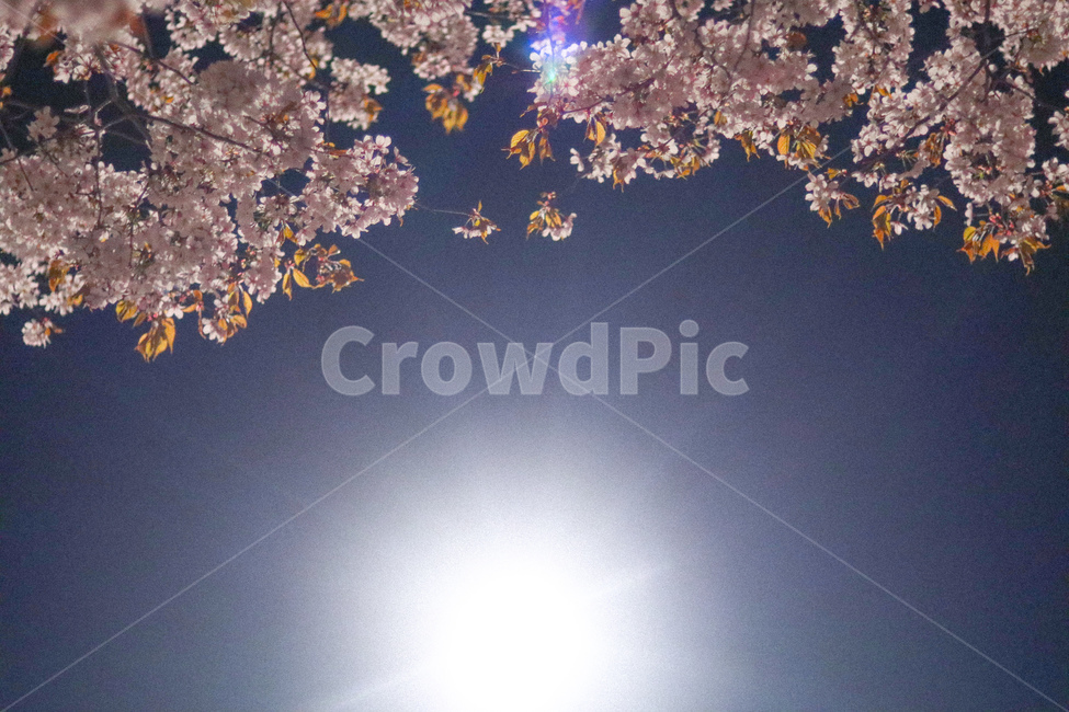 봄,꽃,벚꽃,야경,빛,봄,계절,spring,season,야경,밤,풍경,nightscape,night,landscape,식물,자연,plants,nature,꽃,flower,plant,blossom,cherry blossom