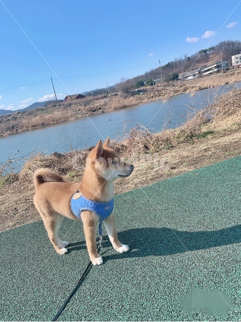 시바,시바견,강아지,반려견,애완동물,풀,강,날씨,동물,animal,포유류,mammal,개,강아지,dog,doggy