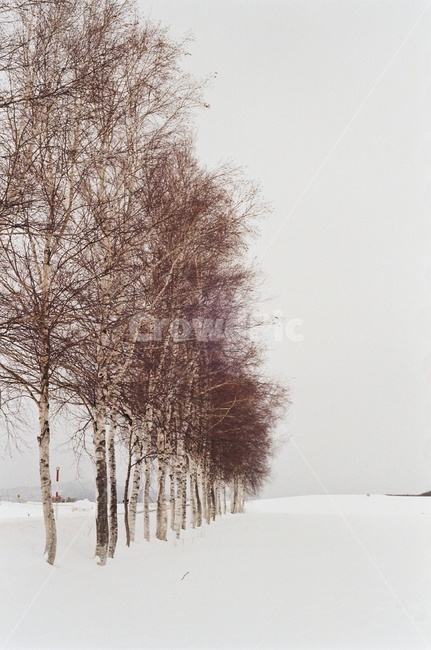 일본,비에이,겨울,나무,설경,japan,biei,winter,snow,tree,필름,필름사진,filmphoto,겨울,계절,winter,season