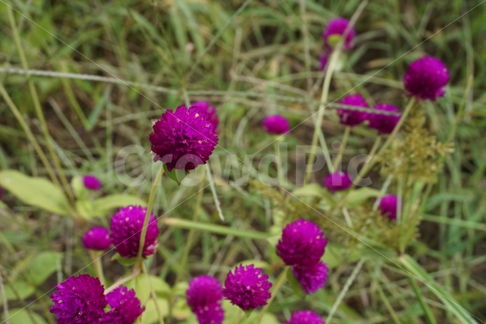 가을,가을꽃,천일홍,자주빛천일홍,가을느낌,flower,식물,자연,plants,nature,꽃,flower