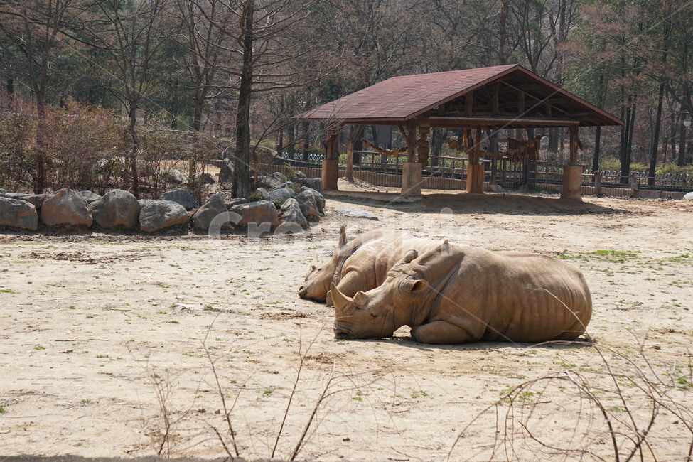 동물,동물원,코뿔소,공원,초식동물,동물,animal,포유류,mammal