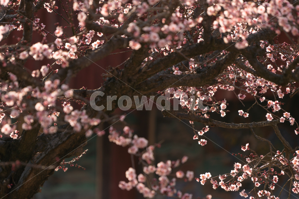 봄,꽃,봄꽃,매화,나무,봄,계절,spring,season,식물,자연,plants,nature,꽃,flower,blossom,cherry blossom,벚꽃,plant