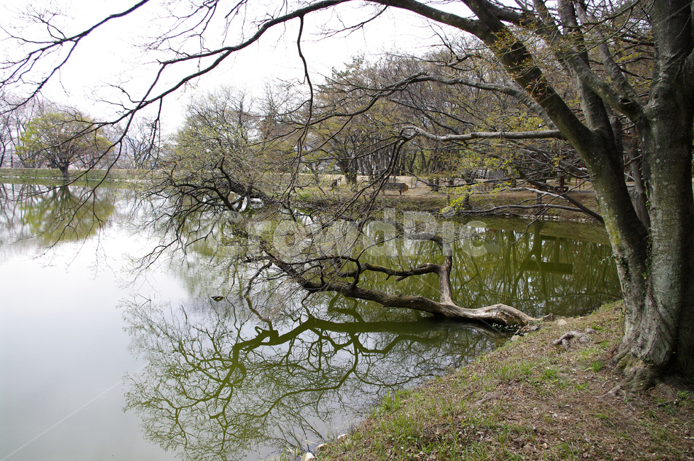 호수,반영,나무,식물,풍경,봄,계절,spring,season,자연,풍경,nature,landscape,water,물,outdoors,옥외,land,땅,tree,plant